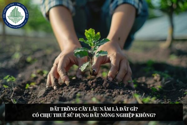 Đất trồng cây lâu năm là đất gì? Có chịu thuế sử dụng đất nông nghiệp không?