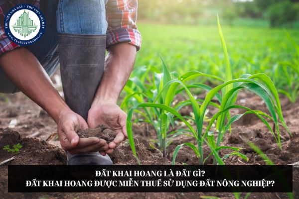 Đất khai hoang là đất gì? Đất khai hoang được miễn thuế sử dụng đất nông nghiệp?