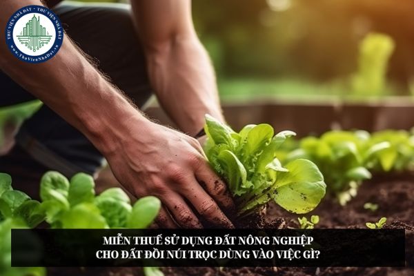 Miễn thuế sử dụng đất nông nghiệp cho đất đồi núi trọc dùng vào việc gì?