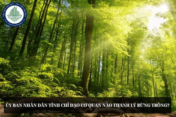Ủy ban nhân dân tỉnh chỉ đạo cơ quan nào thanh lý rừng trồng?