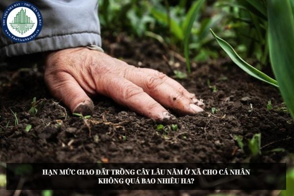 Hạn mức giao đất trồng cây lâu năm ở xã cho cá nhân không quá bao nhiêu ha?