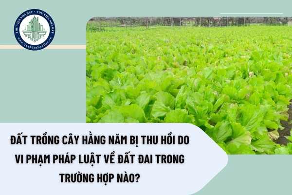 Đất trồng cây hằng năm bị thu hồi do vi phạm pháp luật về đất đai trong trường hợp nào?