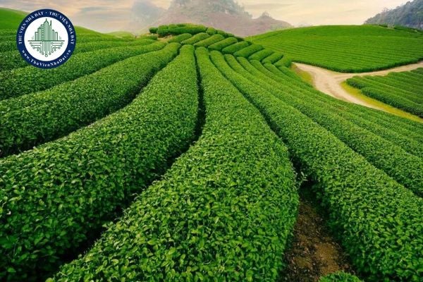https://cdn.thuviennhadat.vn/upload/hinh-anh-bai-viet/PHQD/thang-10-2025/23/tai-file-du-thao-bang-gia-dat-2026-phuong-xuan-truong-da-lat-tinh-lam-dong.jpg