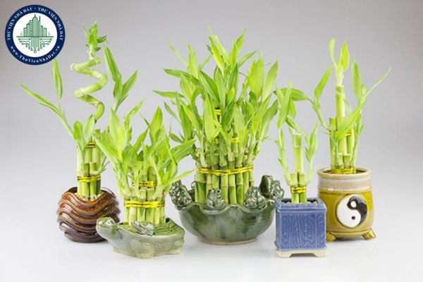 Cây phát tài có ý nghĩa phong thuỷ như thế nào? Vị trí đặt cây phát tài mang lại may mắn tài lộc