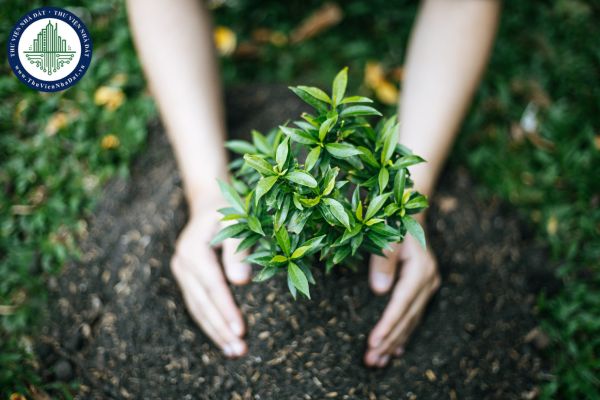 Người mệnh thủy nên trồng cây gì trước nhà để thu hút tài lộc?