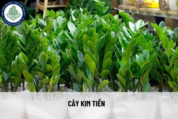 Chọn cây phong thủy trồng trong nhà để hút tài lộc