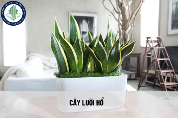 Chọn cây phong thủy trồng trong nhà để hút tài lộc