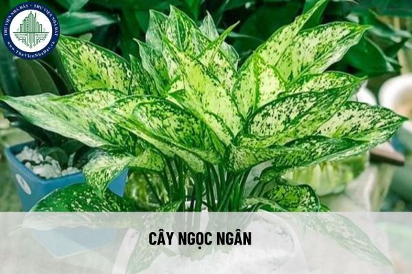 Chọn cây phong thủy trồng trong nhà để hút tài lộc