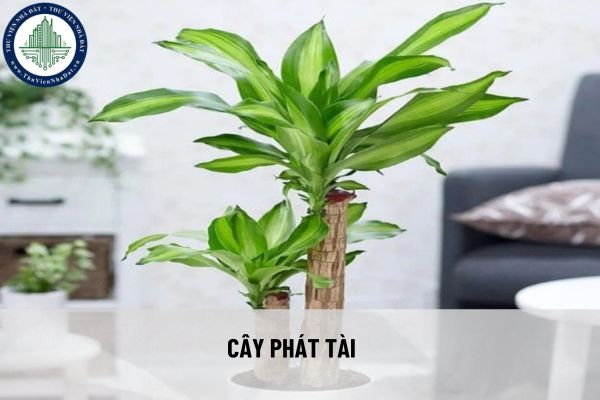 Chọn cây phong thủy trồng trong nhà để hút tài lộc 