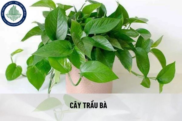 Chọn cây phong thủy trồng trong nhà để hút tài lộc