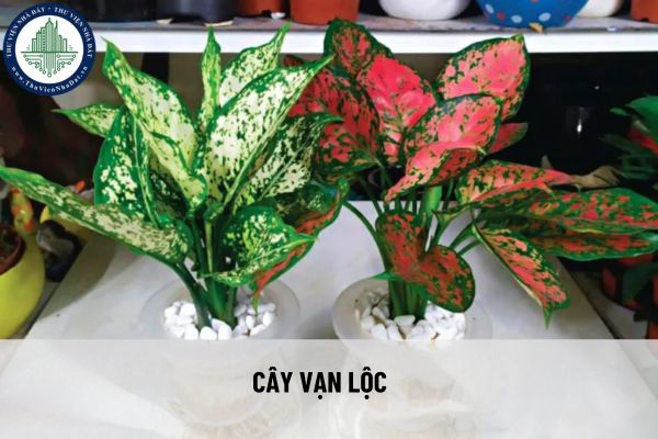Chọn cây phong thủy trồng trong nhà để hút tài lộc