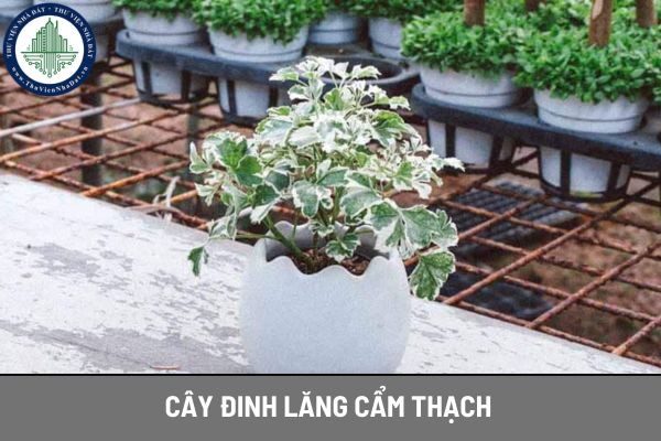 Ý nghĩa phong thủy của cây Đinh lăng cẩm thạch và vị trí đặt cây trong nhà mang lại tài lộc cho gia chủ