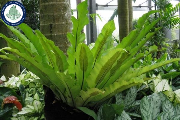 Ý nghĩa phong thủy của cây ổ phụng? Vị trí đặt cây ổ phụng trong nhà mang lại tài lộc cho gia chủ?