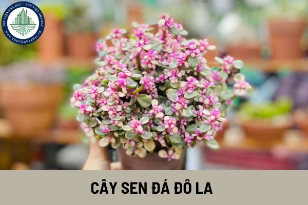 Đặc điểm của cây sen đá đô la? Nên đặt cây sen đá đô la ở đâu trong nhà mang lại may mắn cho gia chủ