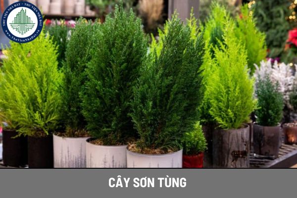 Ý nghĩa phong thủy của cây sơn tùng? Cây sơn tùng hợp với gia chủ mệnh gì?