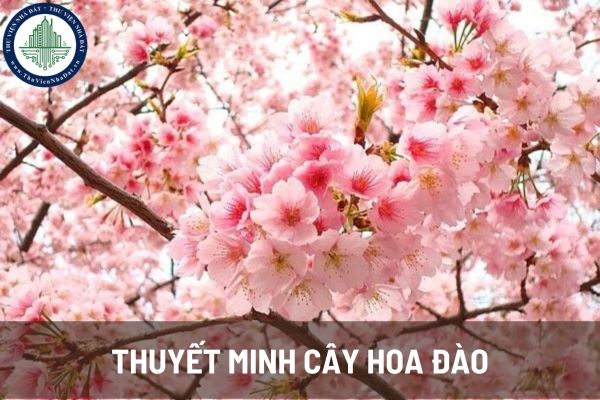 Mẫu văn thuyết minh về cây hoa đào. Mục tiêu chung của chương trình giáo dục phổ thông môn Ngữ Văn là như thế nào?