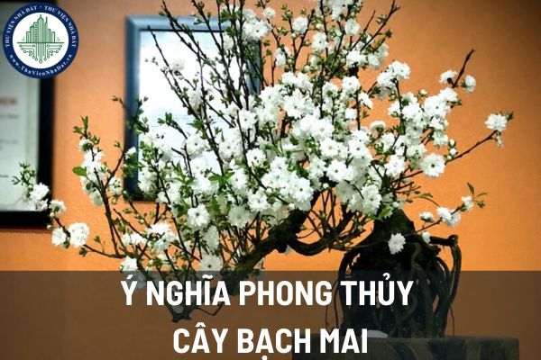 Ý nghĩa phong thủy cây bạch mai? Vị trí đặt cây bạch mai tốt cho phong thủy nhà ở