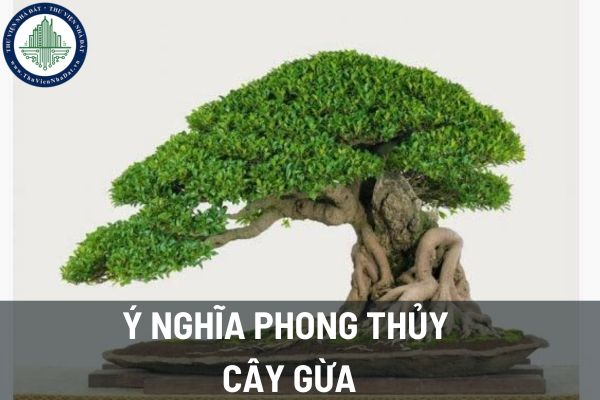 Ý nghĩa của cây gừa trong phong thủy nhà ở? Nên đặt cây ở vị trí nào để tốt cho phong thủy?