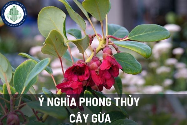 Ý nghĩa phong thủy cây hồng quang trong phong thủy nhà ở? Cách chăm sóc cây hồng quang để đem lại phong thủy tốt cho nhà ở? 