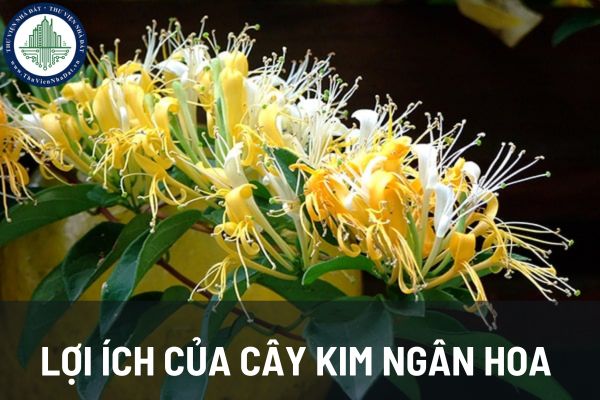 Đặc điểm cây kim ngân hoa? Lợi ích của cây kim ngân hoa trong đời sống?