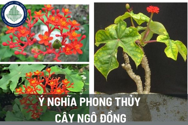 Ý nghĩa phong thủy cây ngô đồng? Cây ngô đồng nên trồng ở đâu để mang lại phong thủy tốt? 