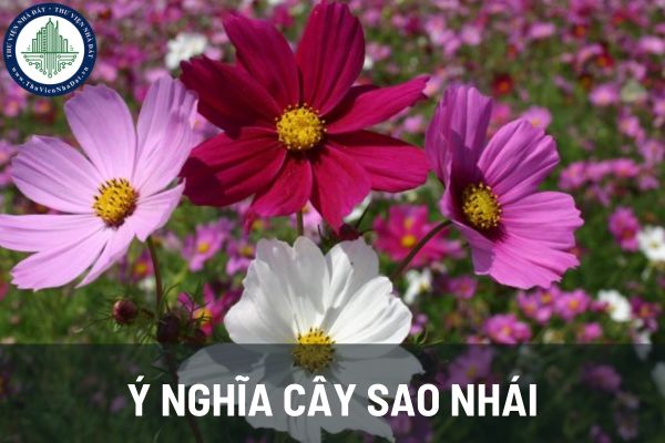 Trong phong thủy nhà ở cây sao nhái mang ý nghĩa như thế nào? 