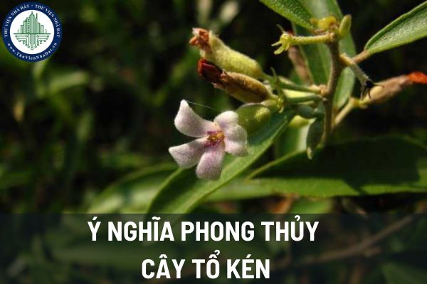 Cây tổ kén mang ý nghĩa phong thủy như thế nào? Nên đặt cây ở đâu để mang lại phong thủy tốt cho ngôi nhà của bạn