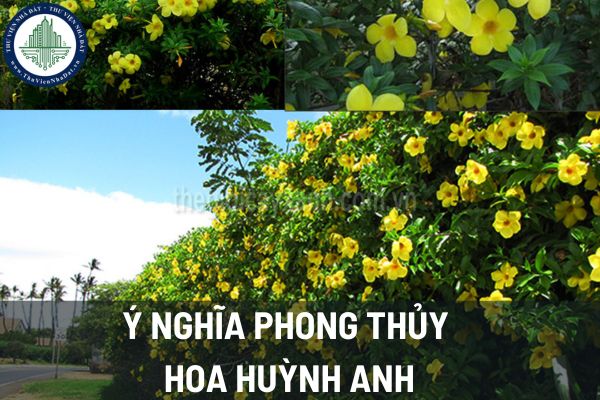 Hoa huỳnh anh mang ý nghĩa phong thủy như thế nào? Nên trồng cây hoa huỳnh anh tại vị trí nào để mang lại tài lộc?