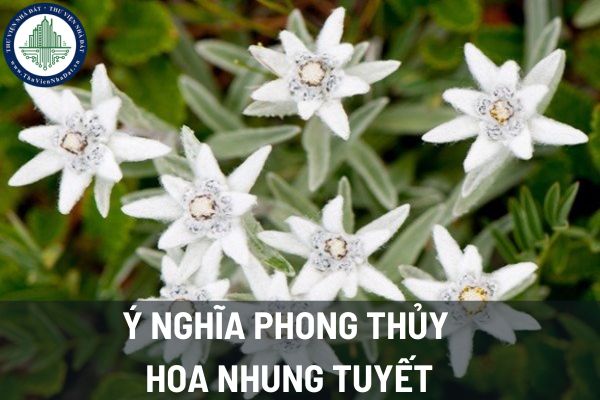 Hoa nhung tuyết có ý nghĩa như thế nào trong phong thủy nhà ở?