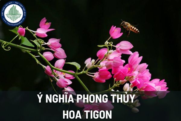 Ý nghĩa phong thủy của hoa tigon? Chọn vị trí đặt hoa tigon như thế nào để mang lại phong thủy tốt cho gia đình?