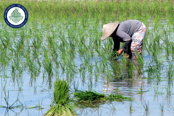 Cán bộ công chức có được nhận đất lúa không? Điều kiện nhận chuyển nhượng đất lúa theo Luật Đất đai 2024 là gì?