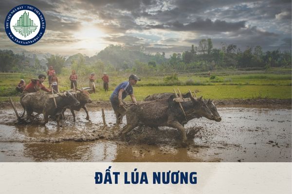 Ký hiệu của đất lúa nương trên bản đồ địa chính được quy định như thế nào?