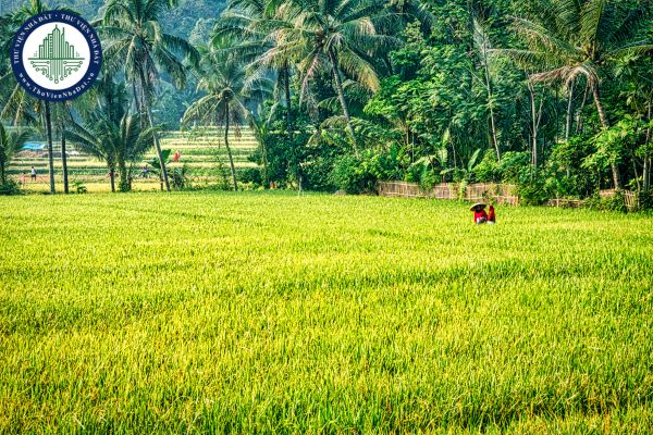 Lấn đất ruộng xử lý như thế nào? Mức phạt đối với hành vi lấn đất ruộng