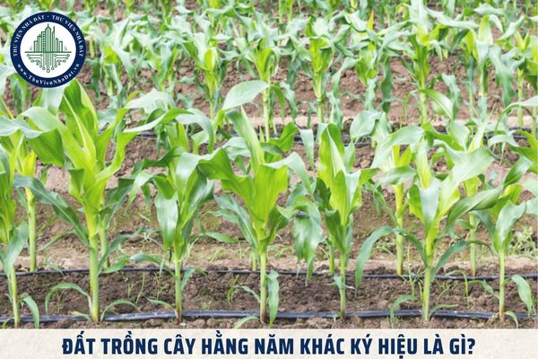 Đất trồng cây hằng năm khác ký hiệu là gì? Đất trồng cây hằng năm khác là đất gì?