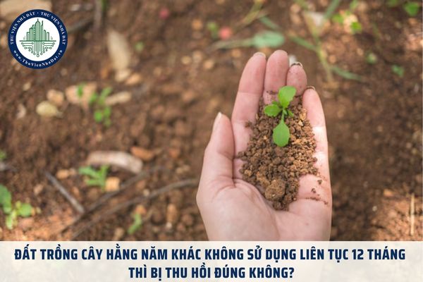 Đất trồng cây hằng năm khác không sử dụng liên tục 12 tháng thì bị thu hồi đúng không?