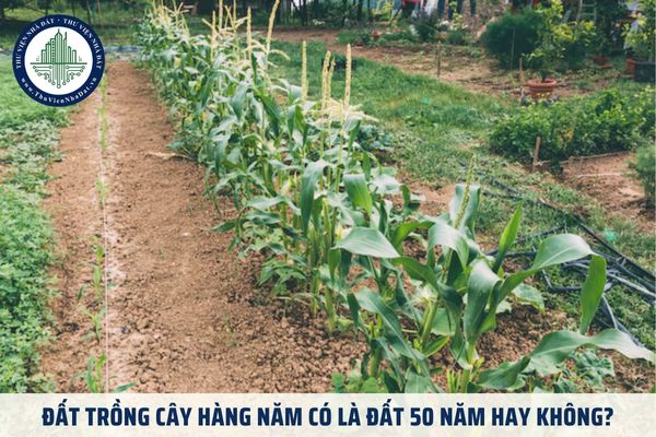 Đất trồng cây hàng năm có là đất 50 năm hay không theo pháp luật hiện hành?