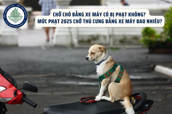 Chở chó bằng xe máy có bị phạt không? Mức phạt 2025 chở thú cưng bằng xe máy bao nhiêu?