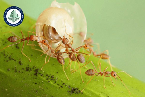 Soạn bài Con mối và con kiến? Học sinh lớp 7 được khen thưởng như thế nào?
