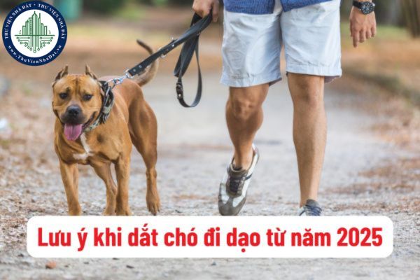 Năm 2025, dắt chó đi dạo phải lưu ý những gì? Mức xử phạt khi dắt chó đi dạo không đúng phần đường quy định theo Nghị định 168?
