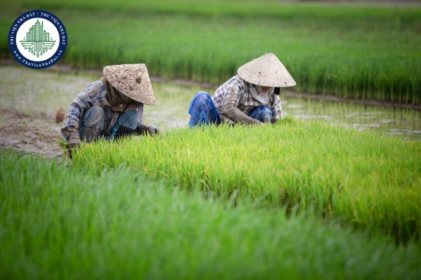 Tự ý xây dựng trụ sở cơ quan trên đất trồng lúa mà không được cơ quan có thẩm quyền cho phép bị xử phạt ra sao?