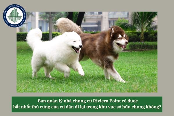 Ban quản lý nhà chung cư Riviera Point có được bắt nhốt thú cưng của cư dân đi lại trong khu vực sở hữu chung không? 