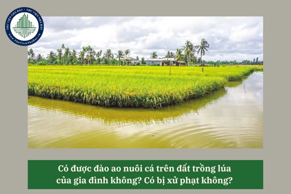 Có được đào ao nuôi cá trên đất trồng lúa của gia đình không? Có bị xử phạt không? 
