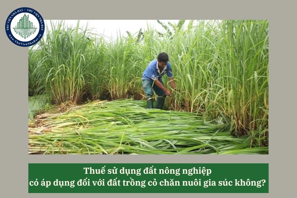 Thuế sử dụng đất nông nghiệp có áp dụng đối với đất trồng cỏ chăn nuôi gia súc không? 