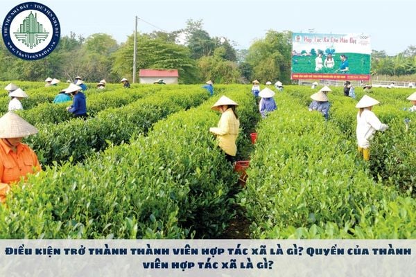 Điều kiện trở thành thành viên hợp tác xã là gì? Quyền của thành viên hợp tác xã là gì?