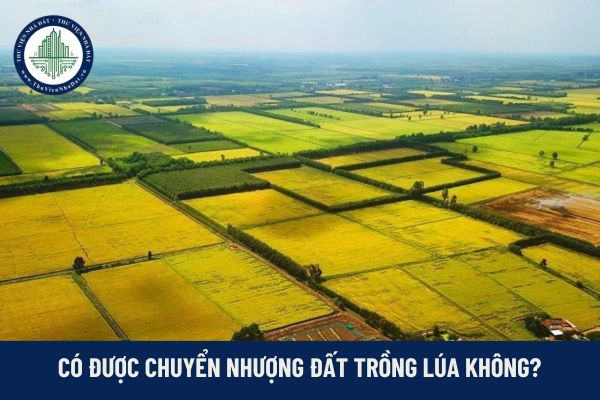 Có được chuyển nhượng đất trồng lúa không