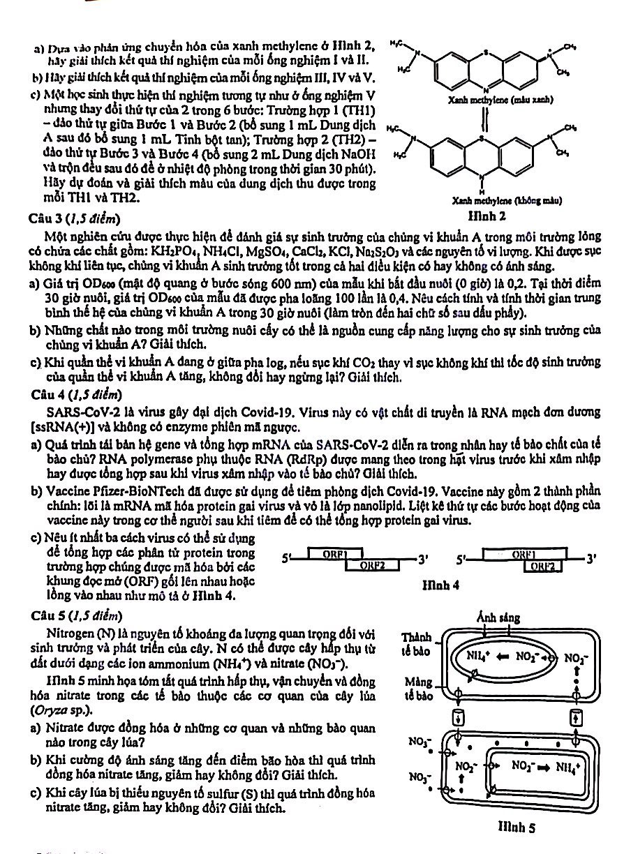 Đề thi học sinh giỏi quốc gia môn Sinh năm học 2024 2025 trang 2