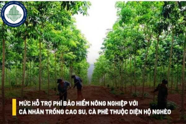 Mức hỗ trợ phí bảo hiểm nông nghiệp đối với cá nhân trồng cao su, cà phê thuộc diện hộ nghèo là bao nhiêu?