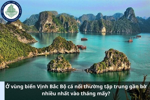 Ở vùng biển Vịnh Bắc Bộ cá nổi thường tập trung gần bờ nhiều nhất vào tháng mấy? (Ảnh từ Internet)