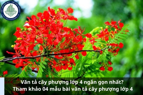 Văn tả cây phượng lớp 4 ngắn gọn nhất? Tham khảo 04 mẫu bài văn tả cây phượng lớp 4 (Ảnh từ Internet)