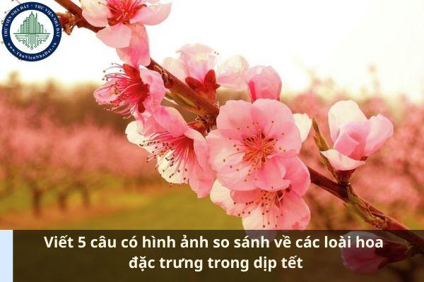 Viết 5 câu có hình ảnh so sánh về các loài hoa đặc trưng trong dịp tết (Ảnh từ Internet)